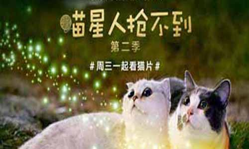 电视剧喵星人抢不到第二季分集剧 情介绍第1-10全集大结局