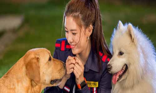 电视剧《神犬小七3》分集剧情简介第1-43全集结局及播出时 光