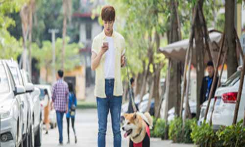 电视剧《神犬小七第3季》分集剧情简介第1-43全集结局及播出时 光