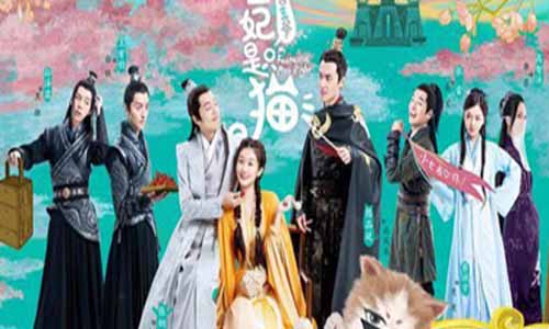 报告王爷王妃是只猫第一季剧情介绍第1-12全集结局,报告王爷王妃是只猫播出时 光